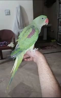 kashmiri raw parrot handtam talking starting