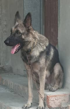 Single coat German shepherd