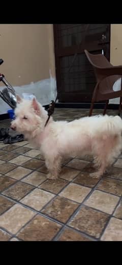 poodle female 18 months old