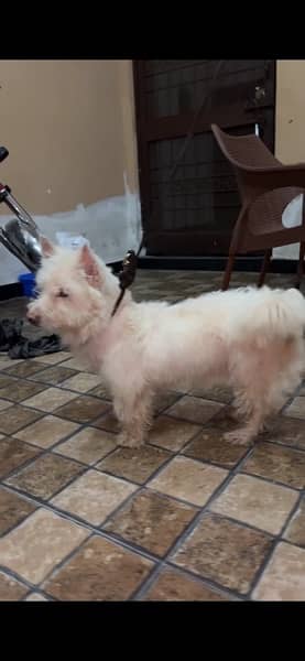 poodle female 18 months old 0