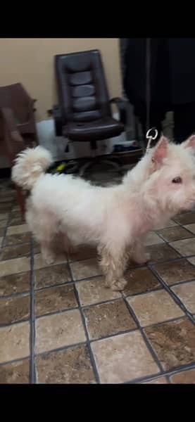 poodle female 18 months old 2