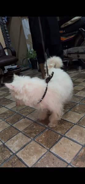 poodle female 18 months old 3