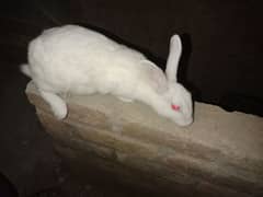 Desi Female rabbit