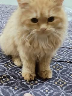 Persian Cat tripple coat for sale