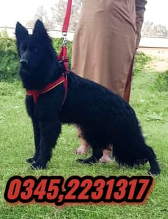 Black Shepherd Puppy (03452231317)