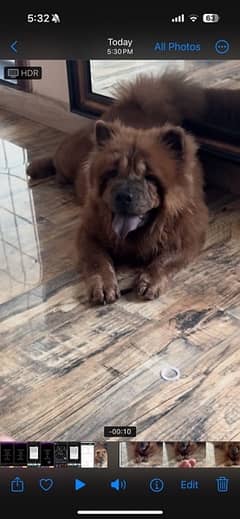 chow chow for sale