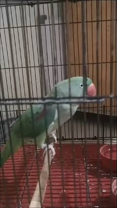 raw parrot female