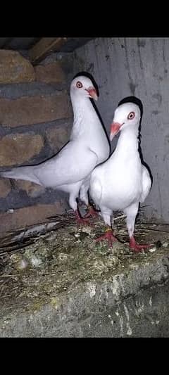 Danish pigeons