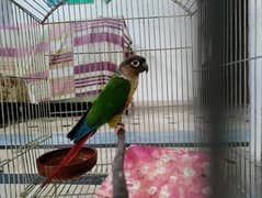 Apple Conure Male parrot