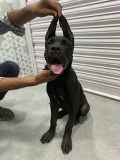 Cane Corso Female Puppy