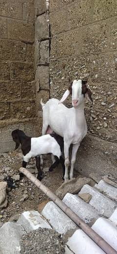 Bakri 2 Daant Goat