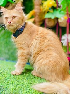 persian Beautiful female cat