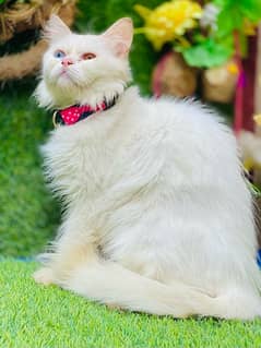 Persian  beautiful odd eye male