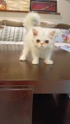 Cat | Persian Cat | Exotic Longhair | Punch Face | Persian Kitten