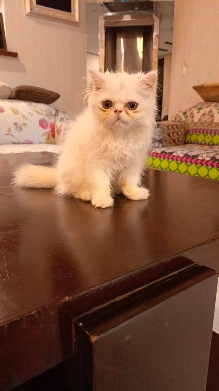 Cat | Persian Cat | Exotic Longhair | Punch Face | Persian Kitten 1