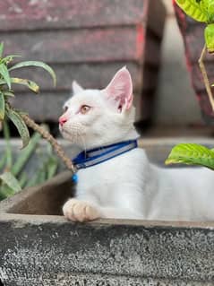 White Kittens