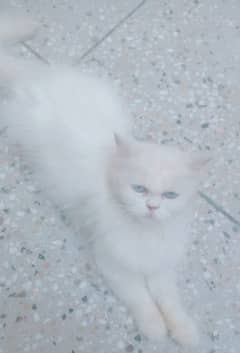 female cat for sale for more detail contact us 03149505048 0