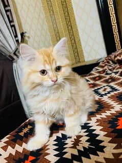 persian orange cat 0