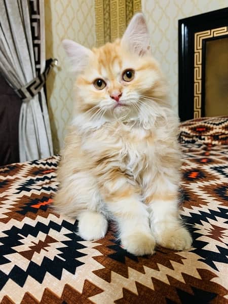 persian orange cat 1