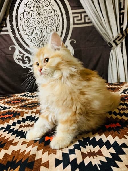 persian orange cat 3