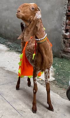 cheeni bakri or male bucha  03054978053