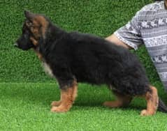 CHAMPION LINE BLACK & TAN PUPPY FOR SALE