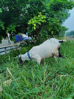 Bakra for sell