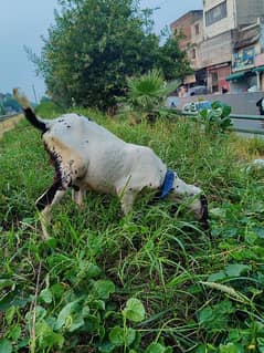 Bakra for sell