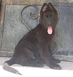 EXTREME HIGH QUALITY BLACK GERMAN SHEHPERD PUPPY FOR SALE