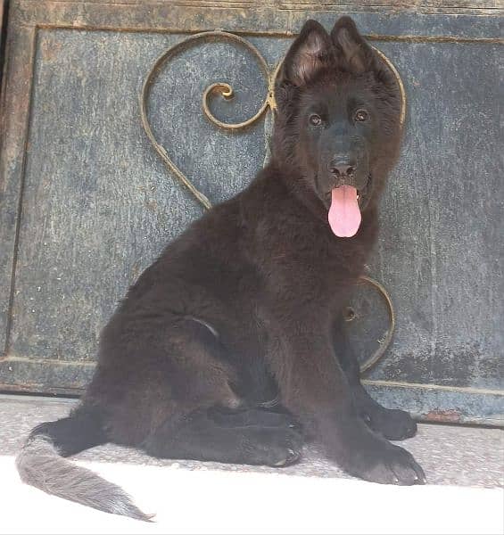 EXTREME HIGH QUALITY BLACK GERMAN SHEHPERD PUPPY FOR SALE 0