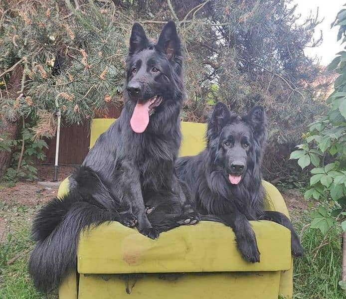 EXTREME HIGH QUALITY BLACK GERMAN SHEHPERD PUPPY FOR SALE 1