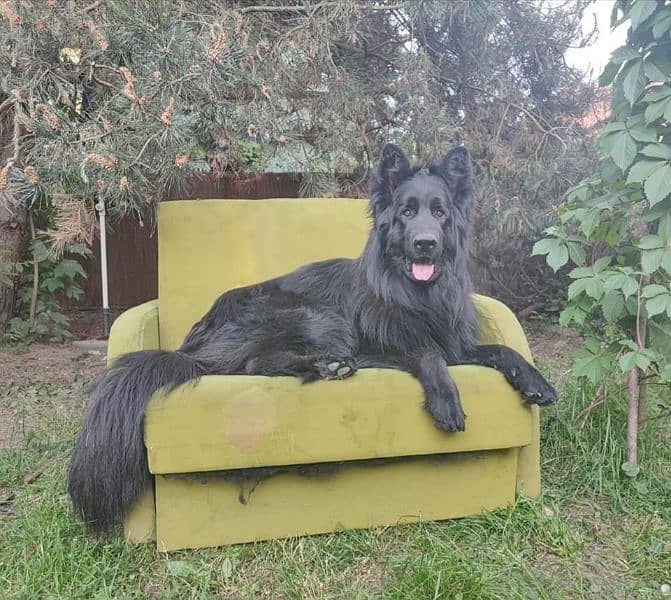 EXTREME HIGH QUALITY BLACK GERMAN SHEHPERD PUPPY FOR SALE 2