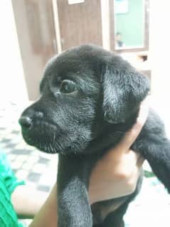 Labrador