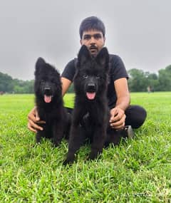 VERY HIGH QUALITY BLACK GERMAN SHEHPERD PUPPY FOR SALE 0