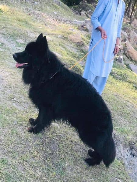 VERY HIGH QUALITY BLACK GERMAN SHEHPERD PUPPY FOR SALE 1