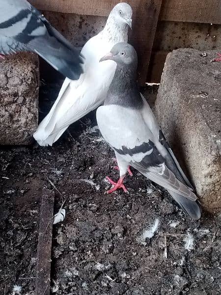 Patti Wala pigeon03121013938 7