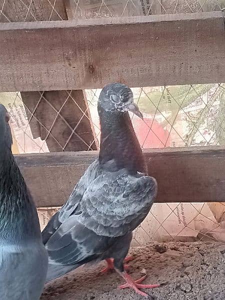 Patti Wala pigeon03121013938 9