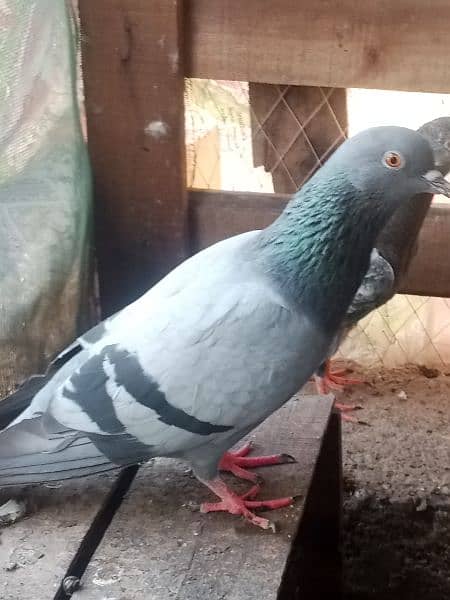 Patti Wala pigeon03121013938 11