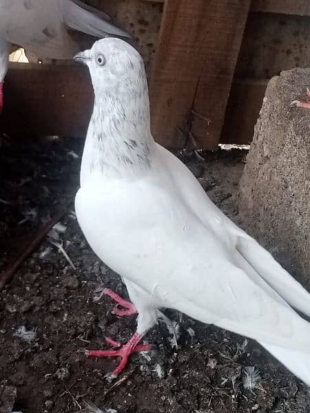 Patti Wala pigeon03121013938 12