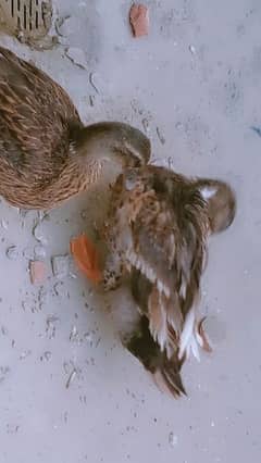 cute ducks pair