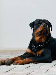 Rottweiler Male For Stud