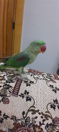 talking  parrot