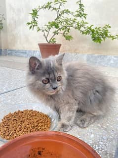 Persian Breed Grey Kitty - 4 months Old