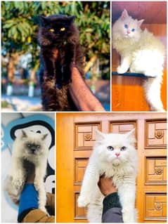 Persian / Kitten / Triple coat / Cute Cats / Fluffy Cat / small kitten