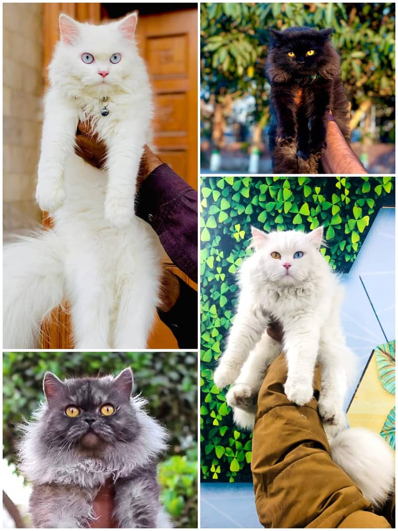 Persian / Kitten / Triple coat / Cute Cats / Fluffy Cat / small kitten 1