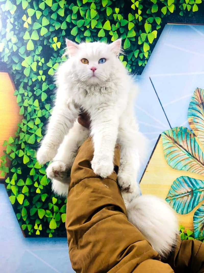 Persian / Kitten / Triple coat / Cute Cats / Fluffy Cat / small kitten 2