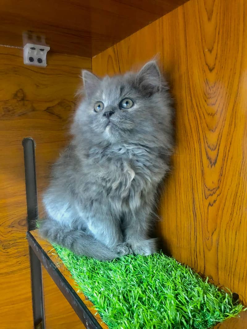 Persian / Kitten / Triple coat / Cute Cats / Fluffy Cat / small kitten 3