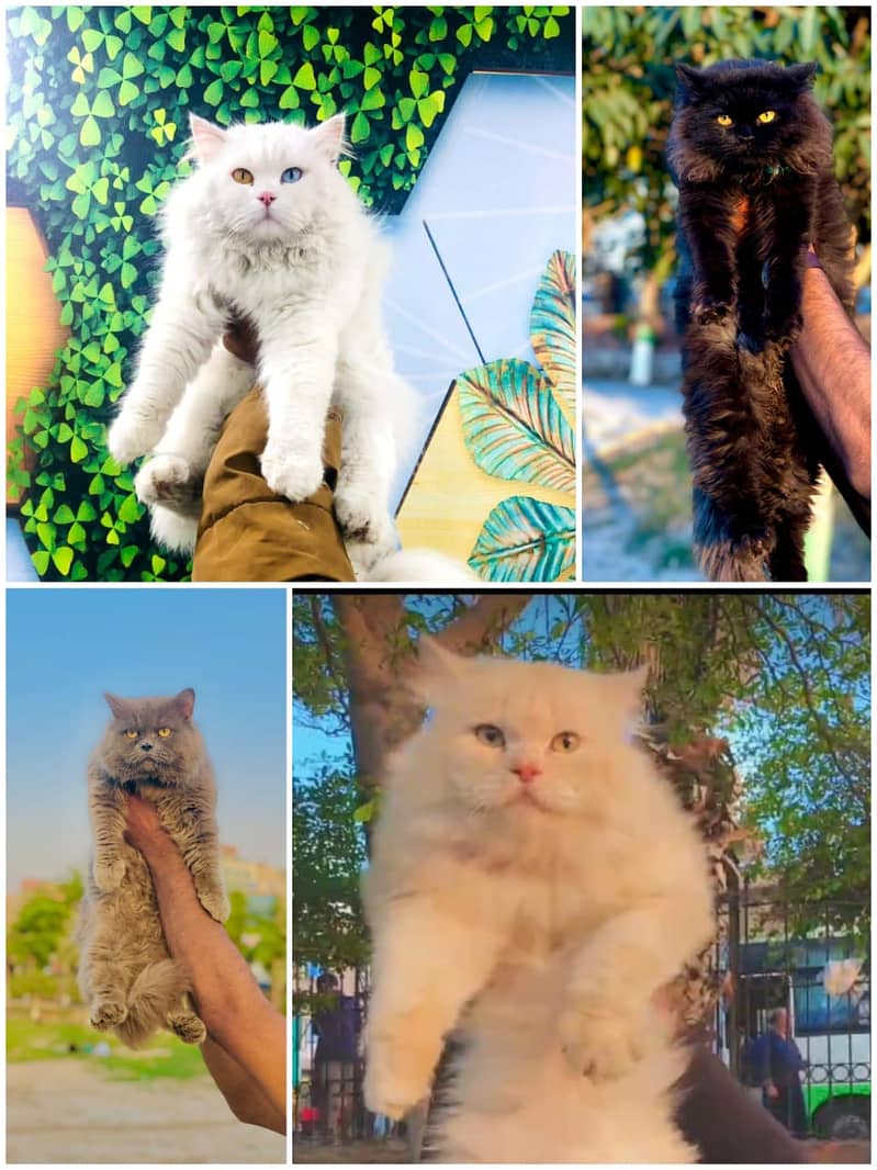 Persian / Kitten / Triple coat / Cute Cats / Fluffy Cat / small kitten 4