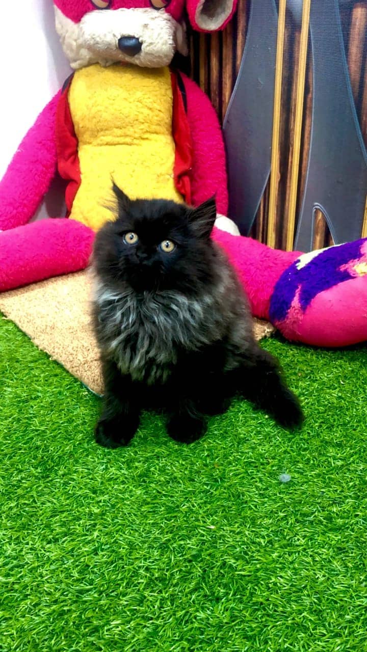 Persian / Kitten / Triple coat / Cute Cats / Fluffy Cat / small kitten 6