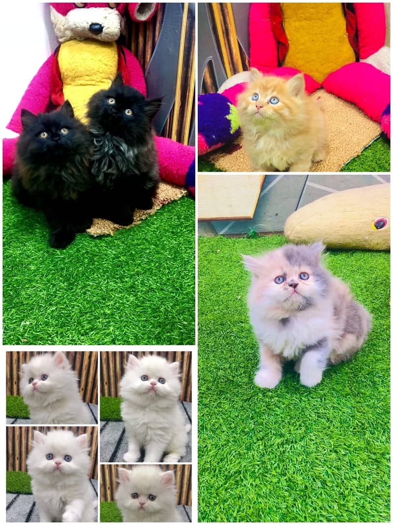 Persian / Kitten / Triple coat / Cute Cats / Fluffy Cat / small kitten 7